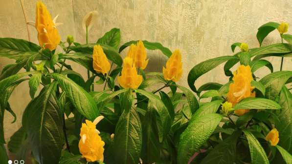 Пахистахис - тропический цветок экзот - от ростков до кустов в Санкт-Петербурге фото 9