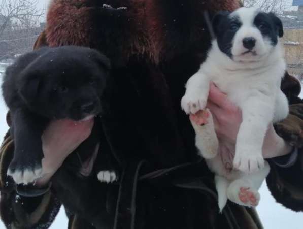 Щенки сторожевой собаки в Минусинске фото 5