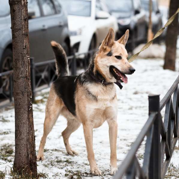 Городской, всему обученный пёс в Санкт-Петербурге фото 46