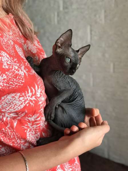 Котёнок Канадского Сфинка в Москве фото 10