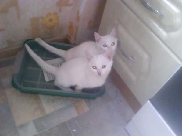 Белая турецкая ангора в