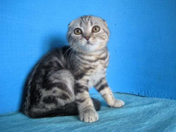 Кошечка с ярким контрастным мраморным окрасом в Казани