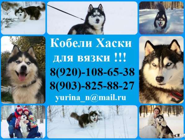 Яркие кобели хаски для вязки