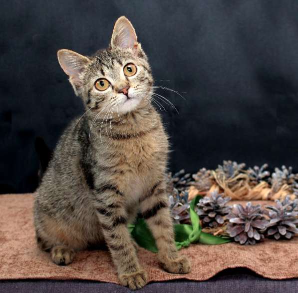 Котята в добрые руки в Москве фото 22