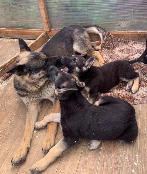 Щенки ВЕО с документами в Санкт-Петербурге фото 20