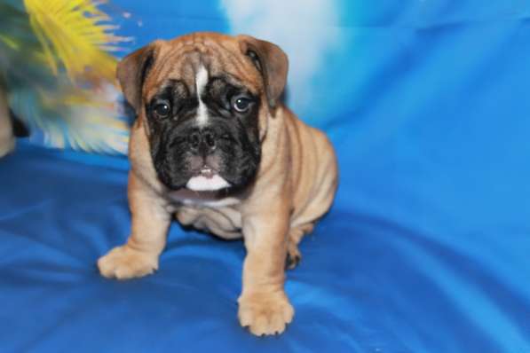 Английские бульдоги в Москве фото 4