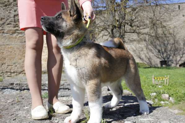 Щенки Американской Акиты в Санкт-Петербурге