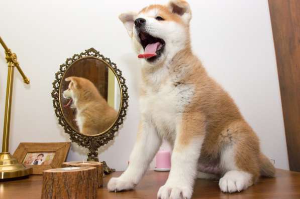 Щенки акита ину в фото 9