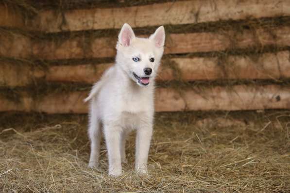 Разноглазый POMSKY в Москве фото 3