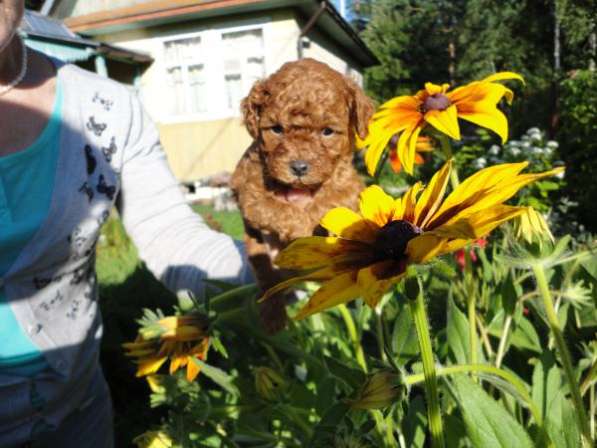 Щенки миниатюрный, той-пудель красный в Санкт-Петербурге фото 3