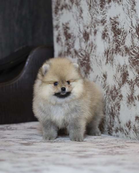 Щенки померанского шпица в Ярославле фото 15