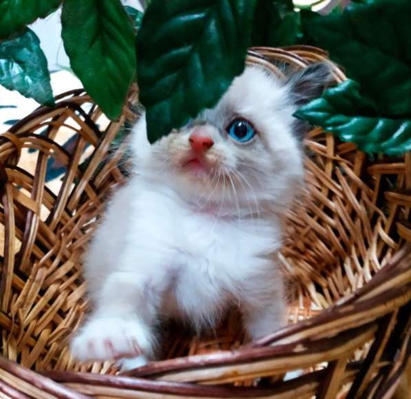 Котенок котик Невская маскарадная в фото 4