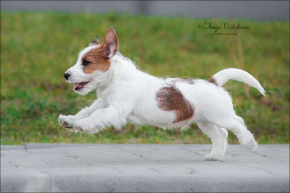 Джек рассел щенки в Санкт-Петербурге фото 8