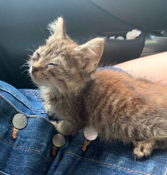 Серый котенок в Краснодаре фото 7