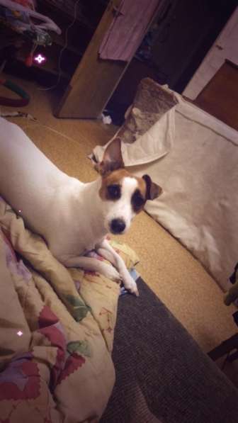 Ищем мальчика для вязки Джек Рассел терьер в Москве фото 3