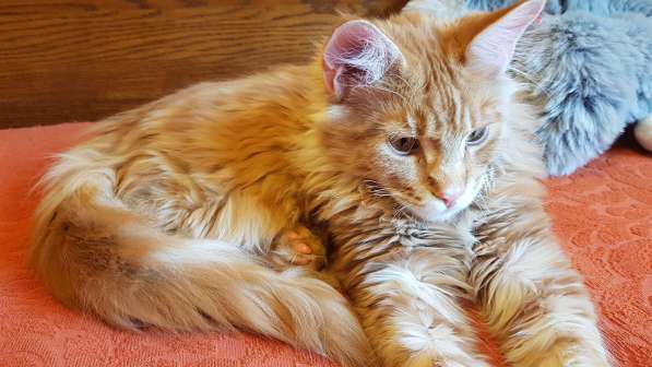 Продаётся красная девочка мейн-кун в Санкт-Петербурге фото 34