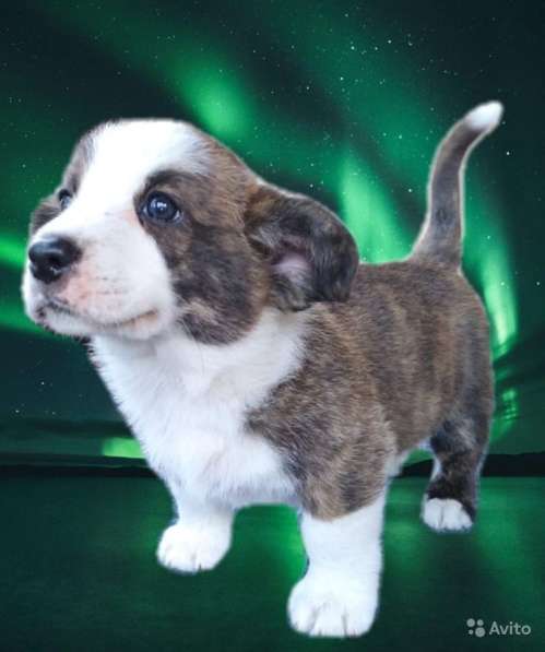 Мальчики вельш корги кардиган в фото 8