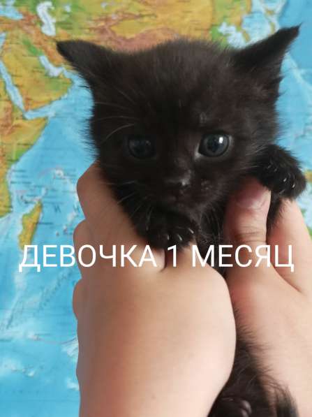 Котята шоколадные в Усть-Илимске