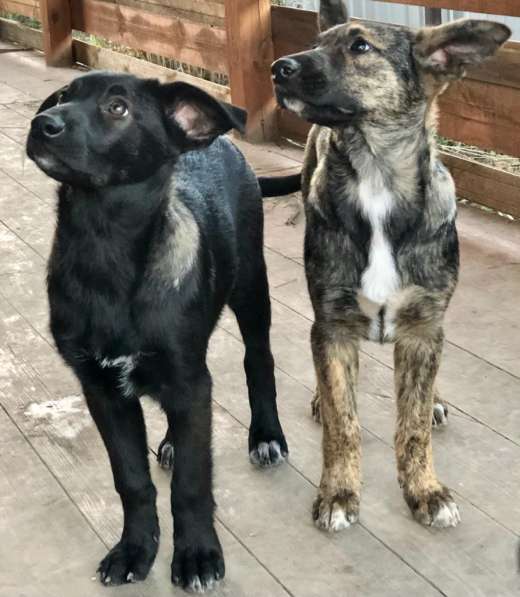 Линси - щенок метис лабрадора в дар в Москве фото 21