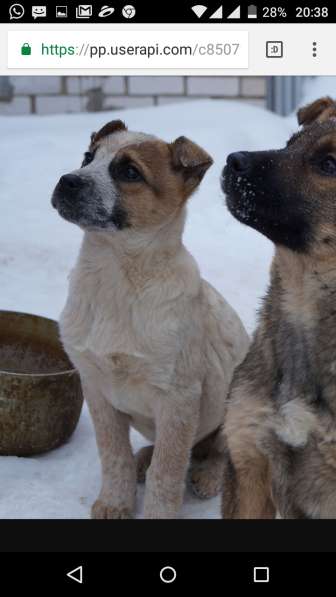 Я щенок и ищу дом!