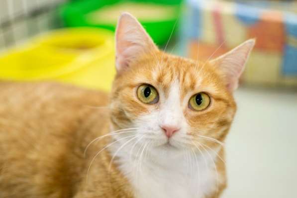 Ласковая Шелли ищет доброго друга в Москве фото 4