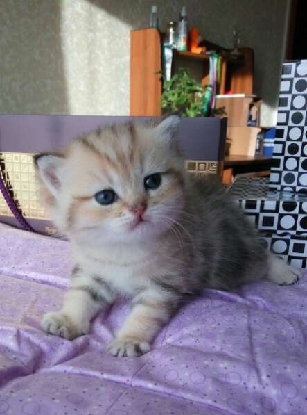 Британские котята в Санкт-Петербурге фото 17