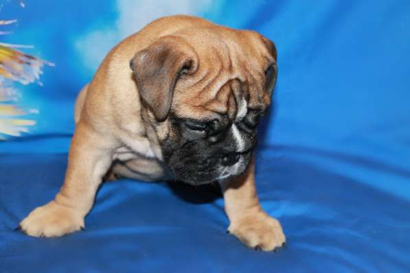 Английские бульдоги