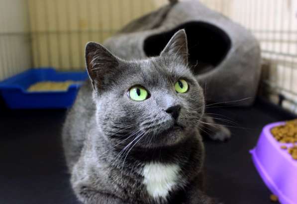 Нежная Дуся ждет путешествия домой в Москве фото 3