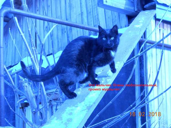 Котята-подростки в Новосибирске фото 9