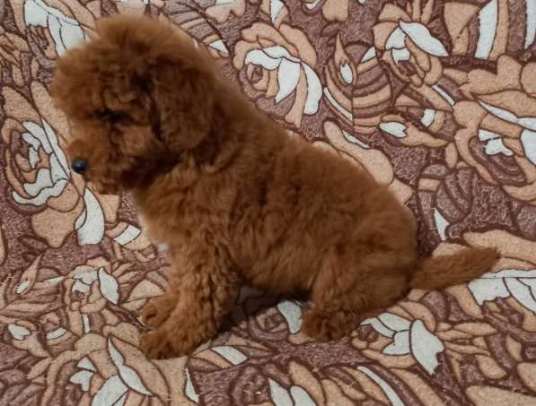 Poodle. Red в 