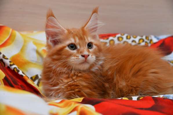 Мейн-кун котик красное солнышко в Орске фото 4