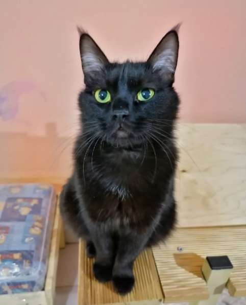 Красавец Казимир. Черный кот в добрые руки в Калуге фото 3