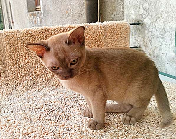 Котята породы бурманская европейская в фото 13