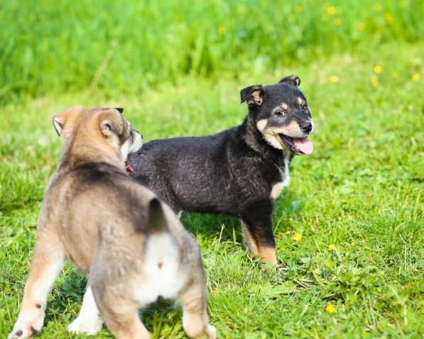 Два крошечных щенка ищут дом в Санкт-Петербурге фото 9