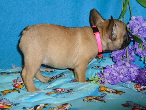 Французский бульдог элитные щенки в Москве фото 22