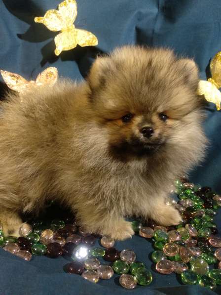 Щенки Померанский шпиц в фото 16