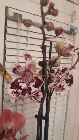 Орхидея в Самаре фото 7