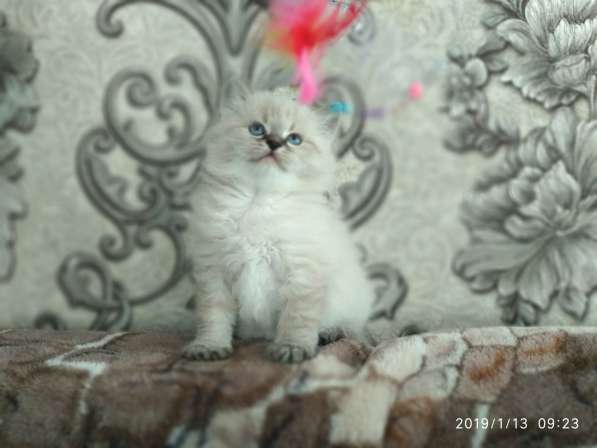 Продам котят сибирской породы (невская маскарадная) в фото 3