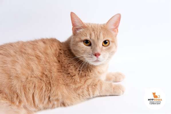 Славный Мартик ищет верного друга