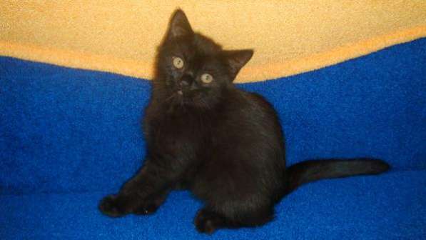 Шотландские котята редких окрасов в Москве фото 7