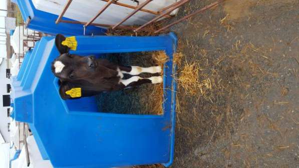 Молочно-животноводческая ферма на 2000 коров с молодняком на базе фермерского хозяйства в Пятигорске фото 4