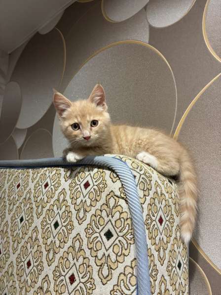 Котенок в Москве