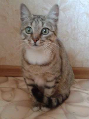 Отдам даром Молоденькая кошечка Юля