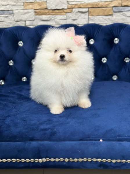 Pomeranian spitz. Cream girl в фото 4