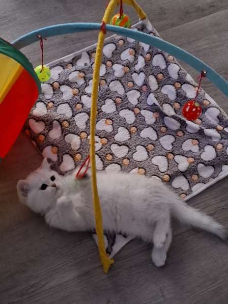 Британские котята в фото 7