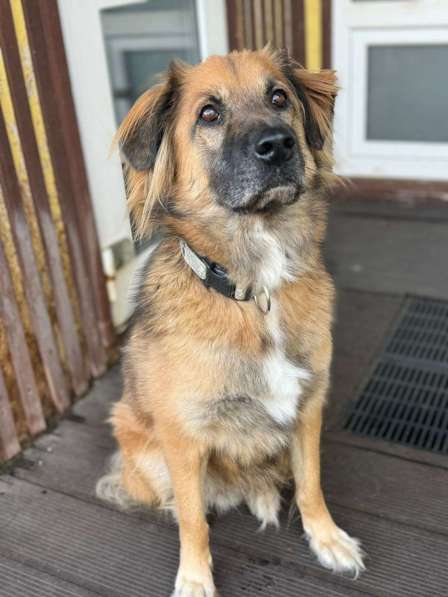 Пушистый рыжий пёс Миша в добрые руки в Москве фото 4