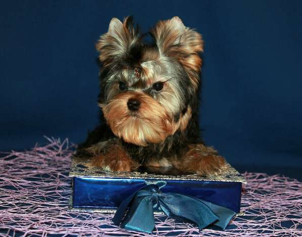 Мальчик Йорк от чемпионов в Москве фото 3