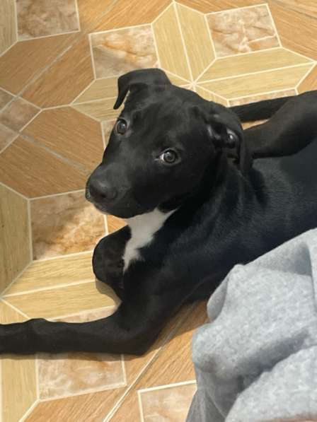 Отдам милую девлчку