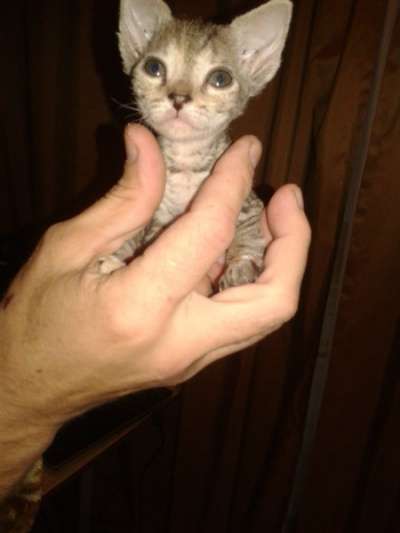 Продам котят Донского сфинкса в Каменске-Уральском фото 4