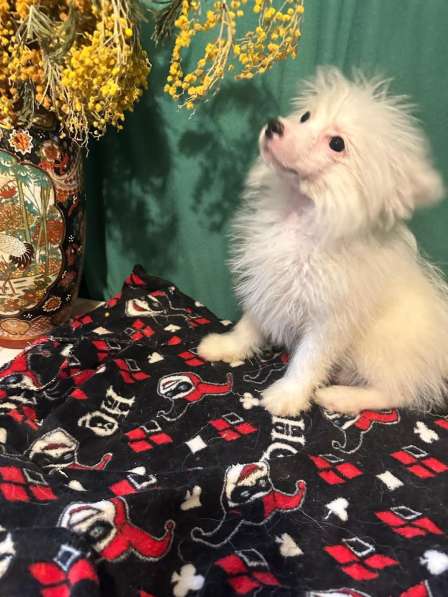 Продаю собаку в Кызыле